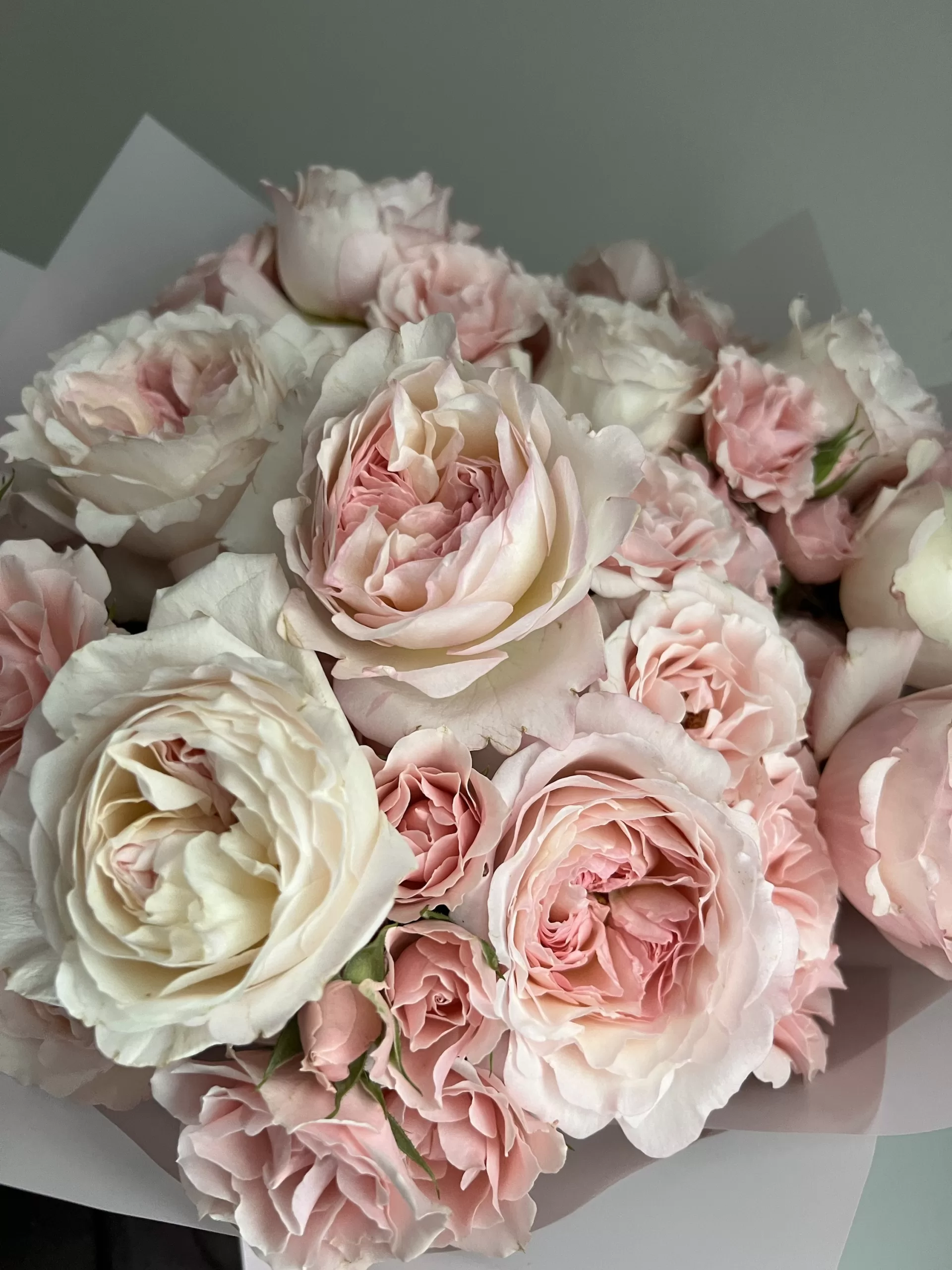 Blush pink - Image 3