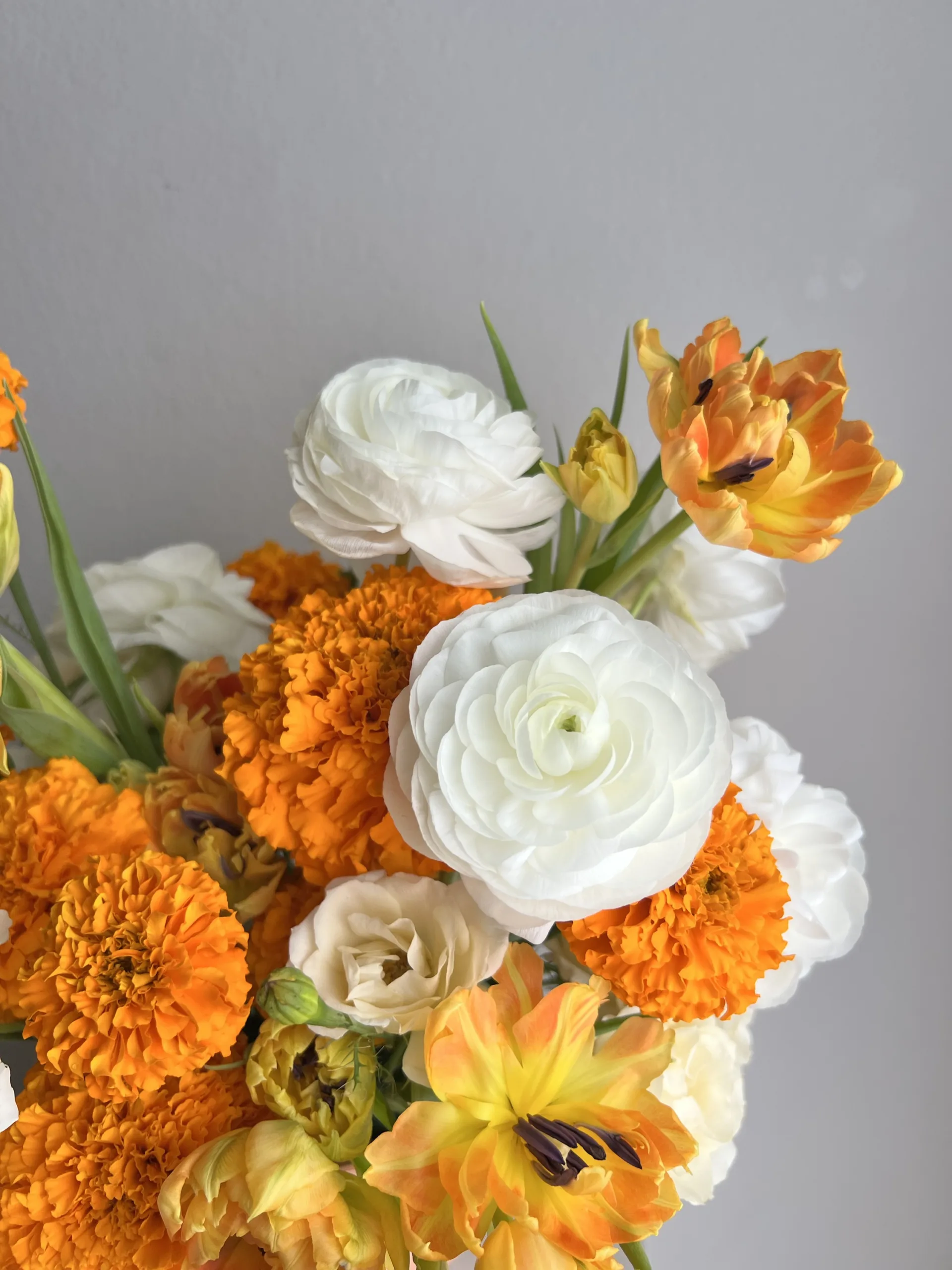 “Marigold” - Image 5